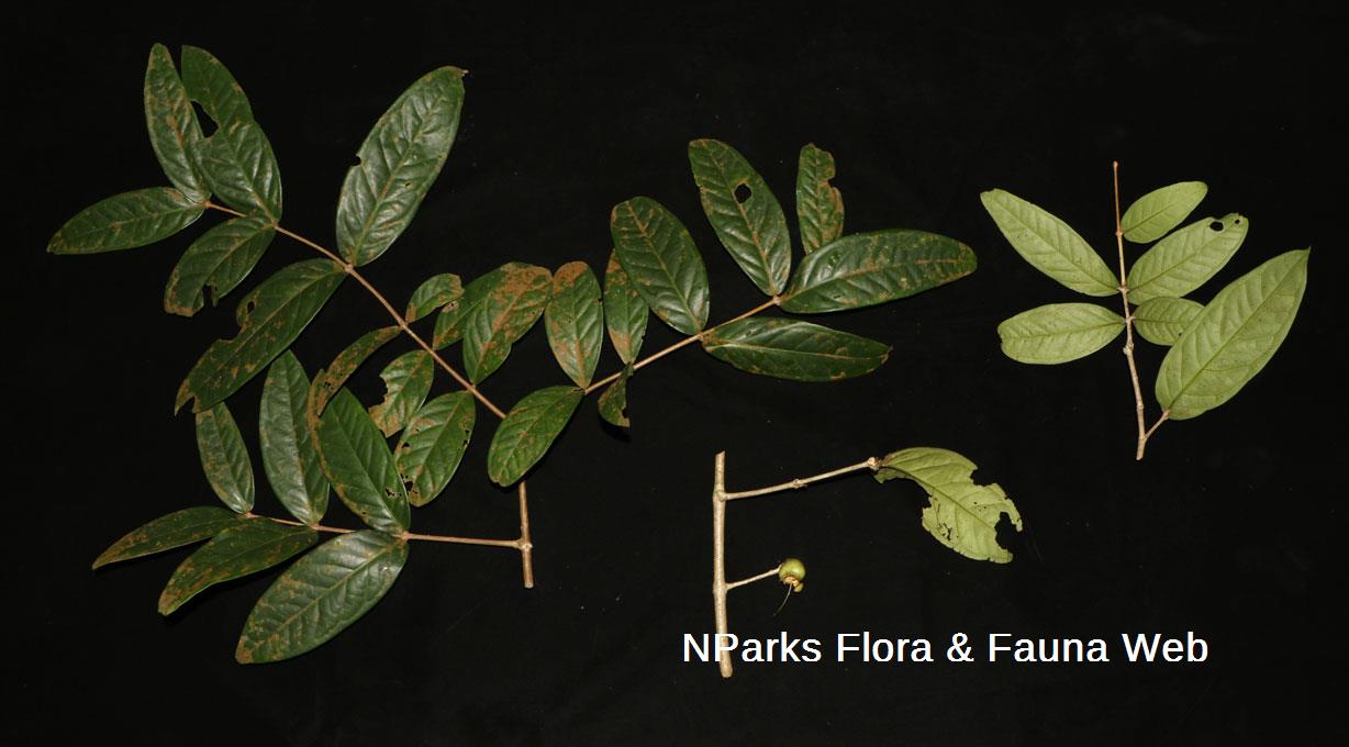 Syzygium formosum_Cerlin Ng