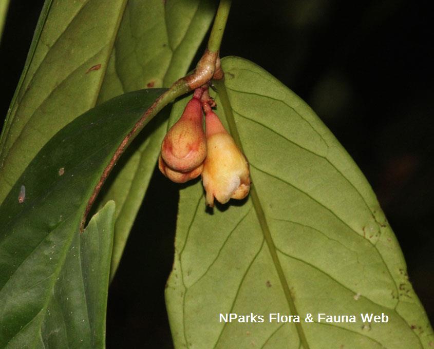 Syzygium formosum_Cerlin Ng