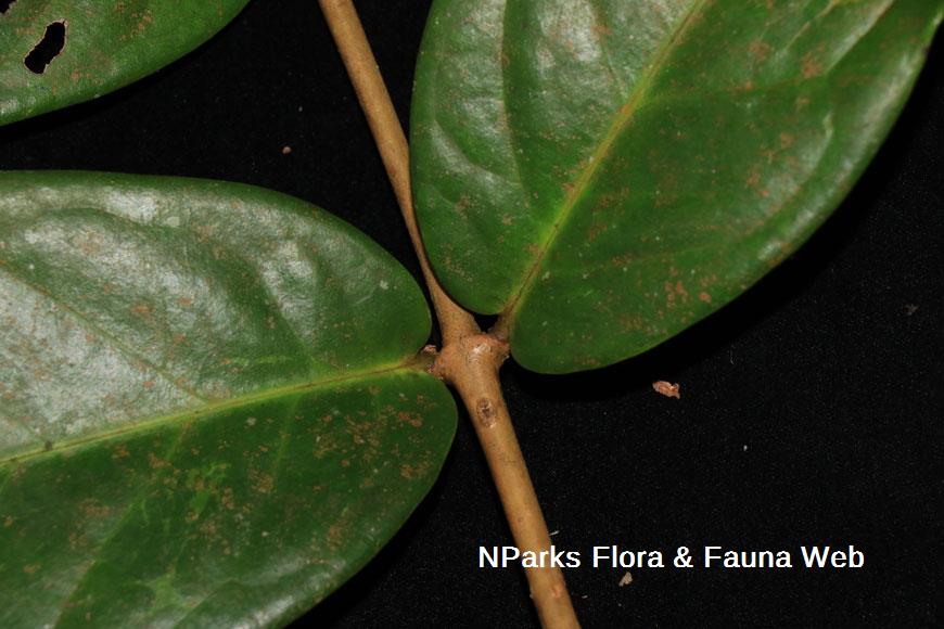 Syzygium formosum_Low Wei Teng