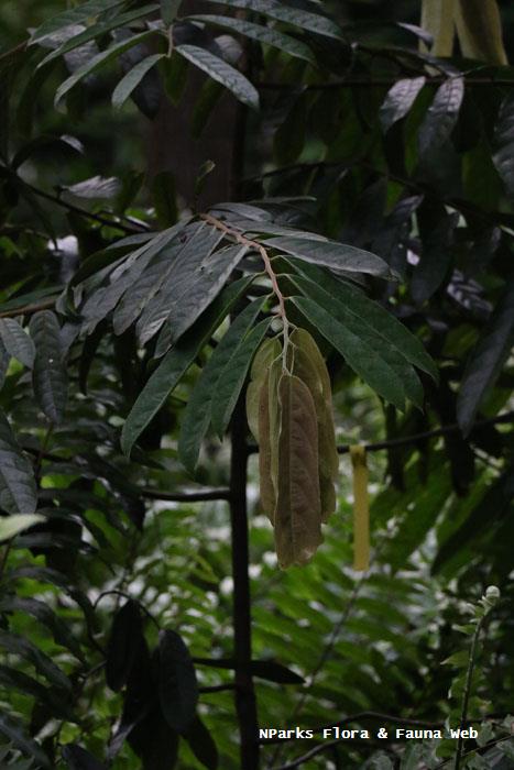 Hopea polyalthioides