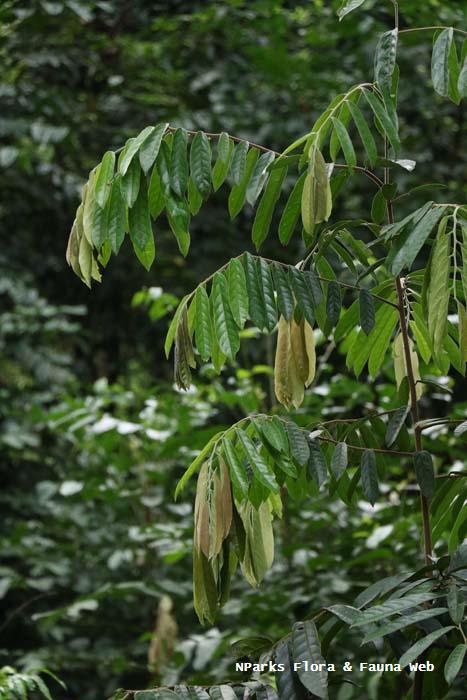 Hopea polyalthioides