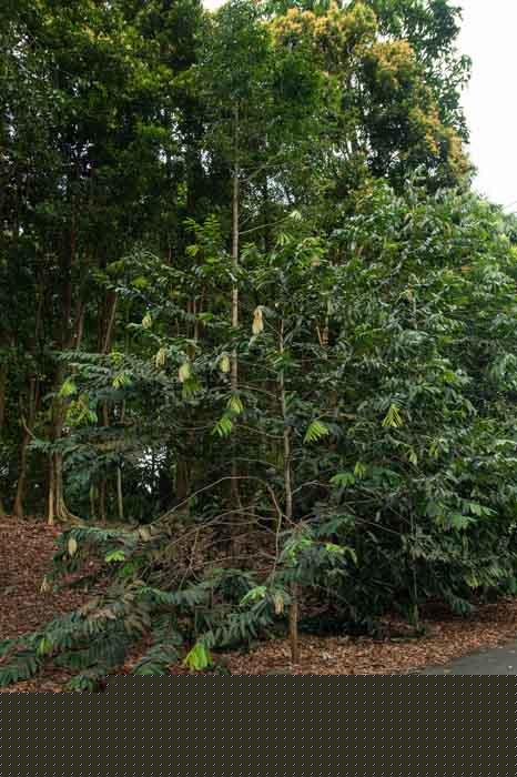 Hopea polyalthioides