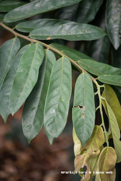 Hopea polyalthioides