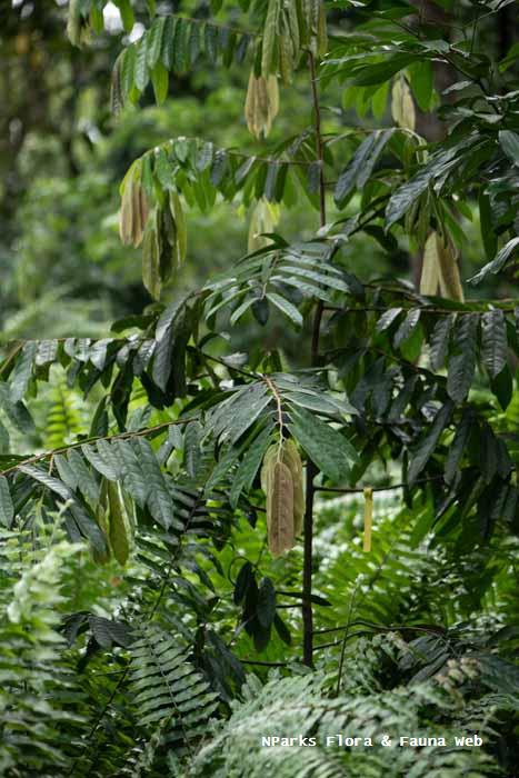 Hopea polyalthioides