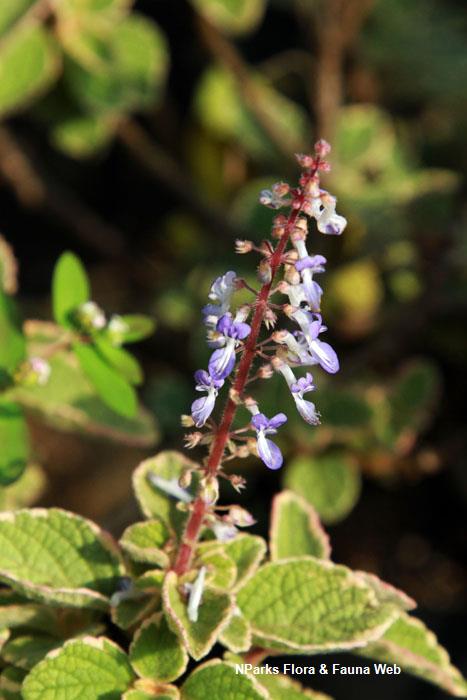 Coleus australis Blue Spires