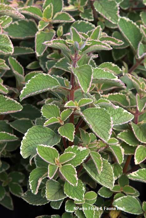 Coleus australis Blue Spires