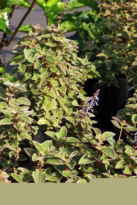 Coleus australis Blue Spires