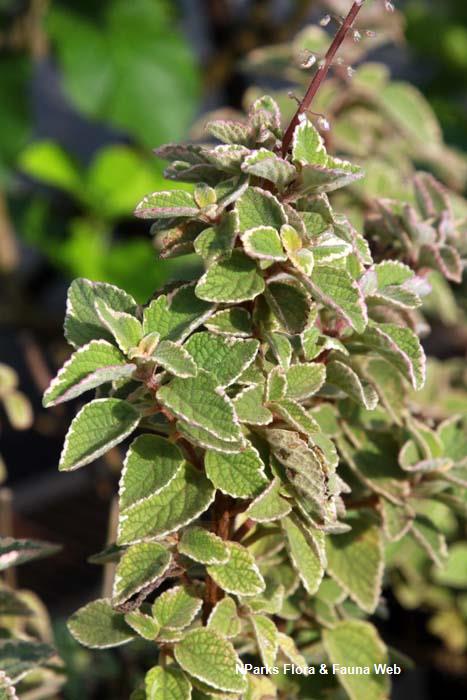 Coleus australis Blue Spires