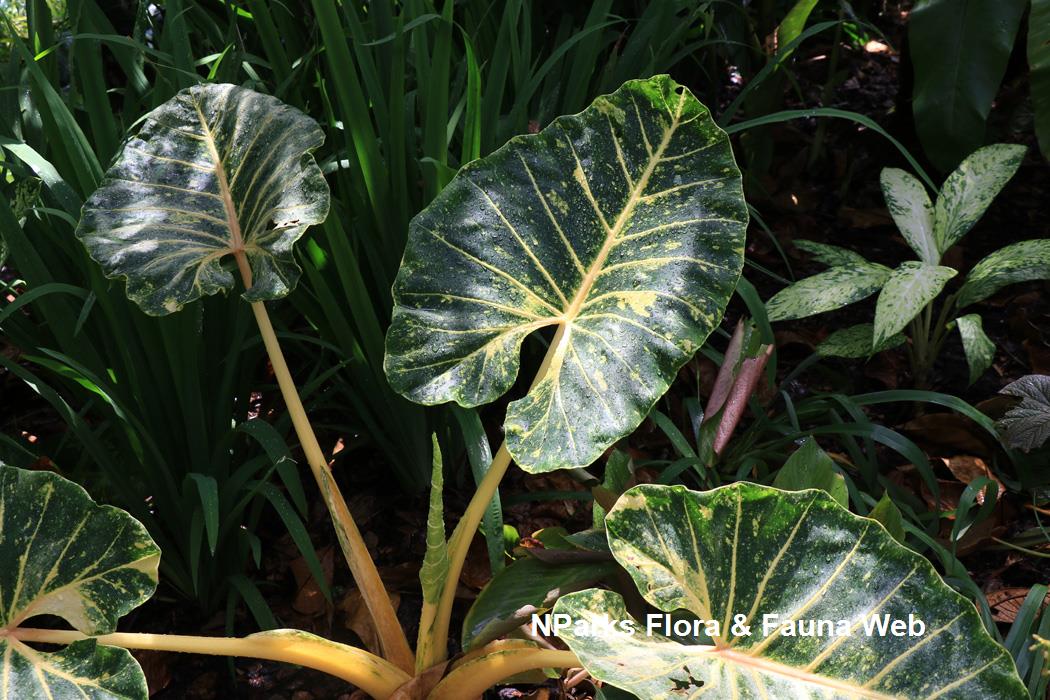 Alocasia macrorrhizos New Guinea Gold 