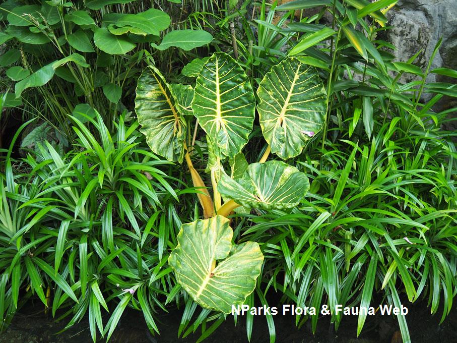 Alocasia_New_Guinea_Gold_Jessica_Teo