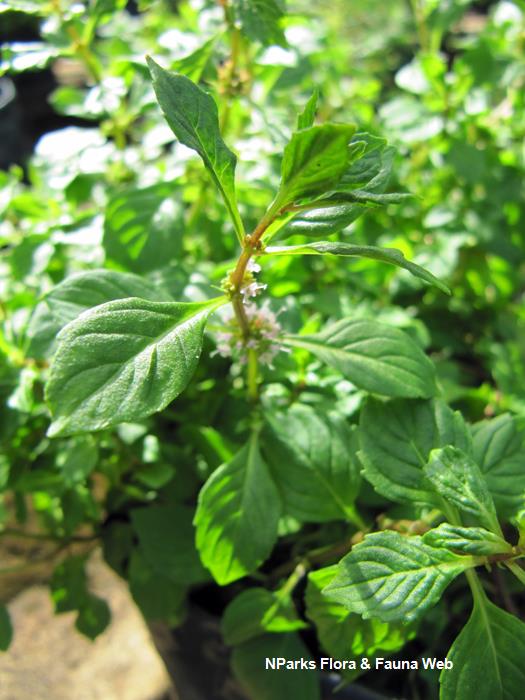 Mentha_x_gracilis_Vicky_Lim_Yen_Ngoh_1