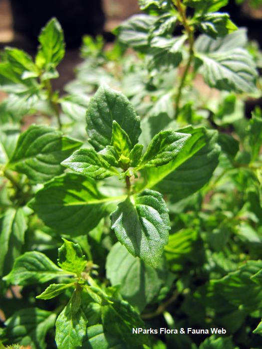 Mentha_x_gracilis_Vicky_Lim_Yen_Ngoh_2