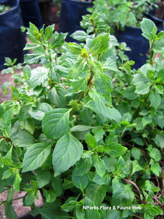 Mentha_x_gracilis_Vicky_Lim_Yen_Ngoh_3