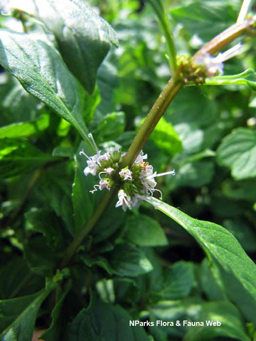 Mentha_x_gracilis_Vicky_Lim_Yen_Ngoh_4