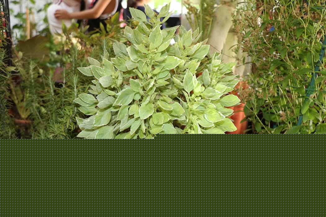 Ocimum_x_citriodorum_Pesto_Perpetuo_Jennie_Tang_1r