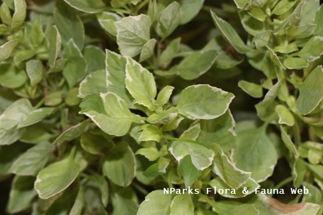 Ocimum_x_citriodorum_Pesto_Perpetuo_Jennie_Tang_2r