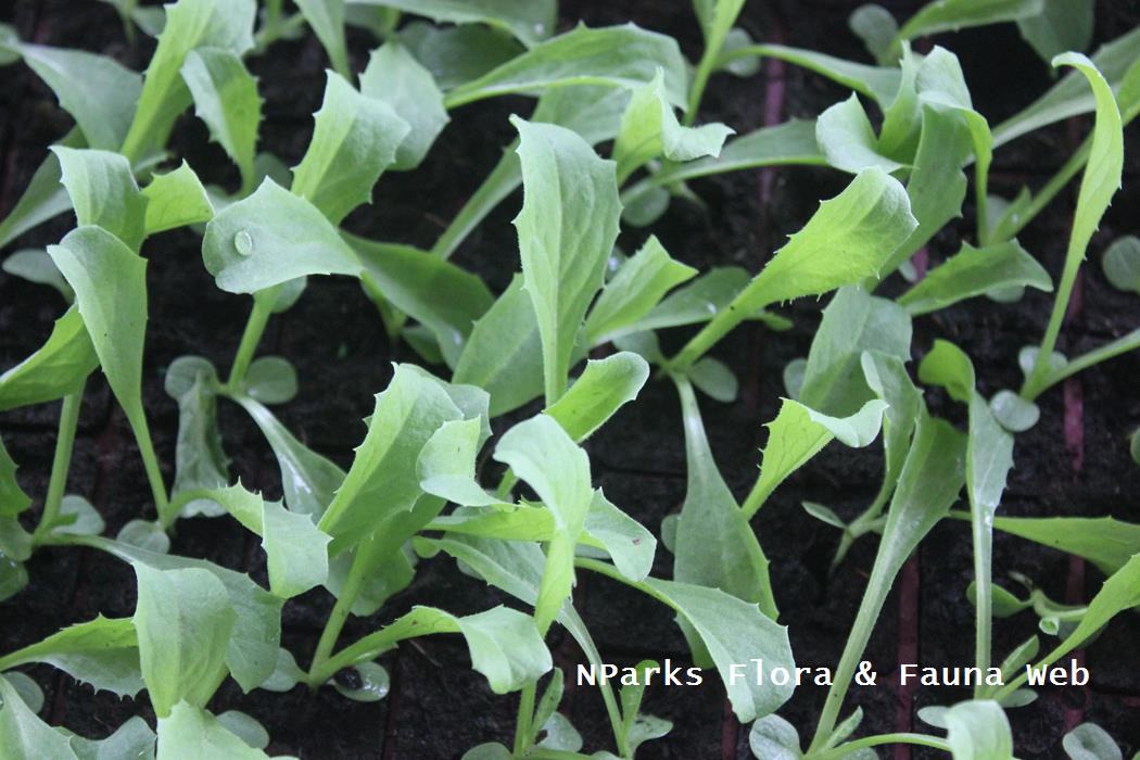 Eruca_vesicaria_subsp_sativa_Jennie_Tang_1