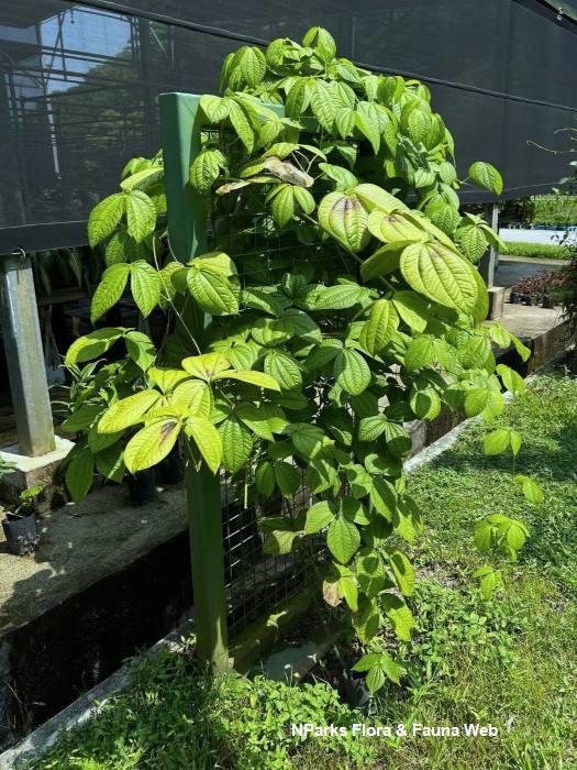Dioscorea hispida