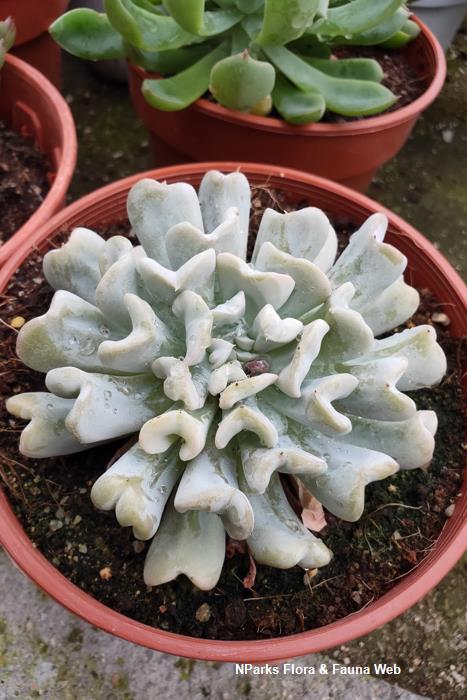 Echeveria_Topsy_Turvy_Pauline_Tay