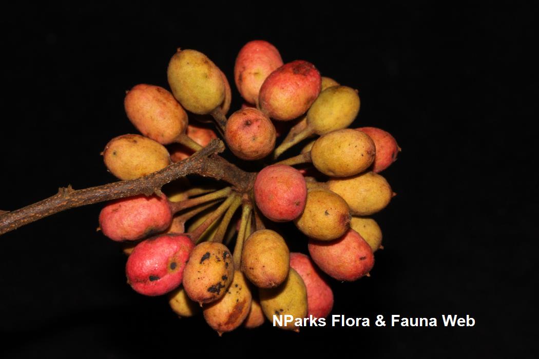 Friesodielsia_borneensis_var_sumatrana_Jessica_Teo_1