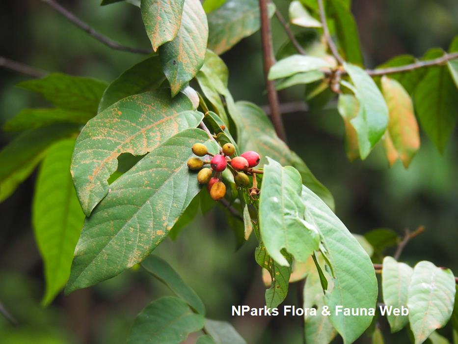 Friesodielsia_borneensis_var_sumatrana_Jessica_Teo_2