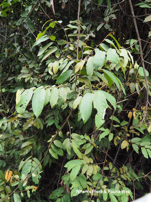 Friesodielsia_borneensis_var_sumatrana_Jessica_Teo_3