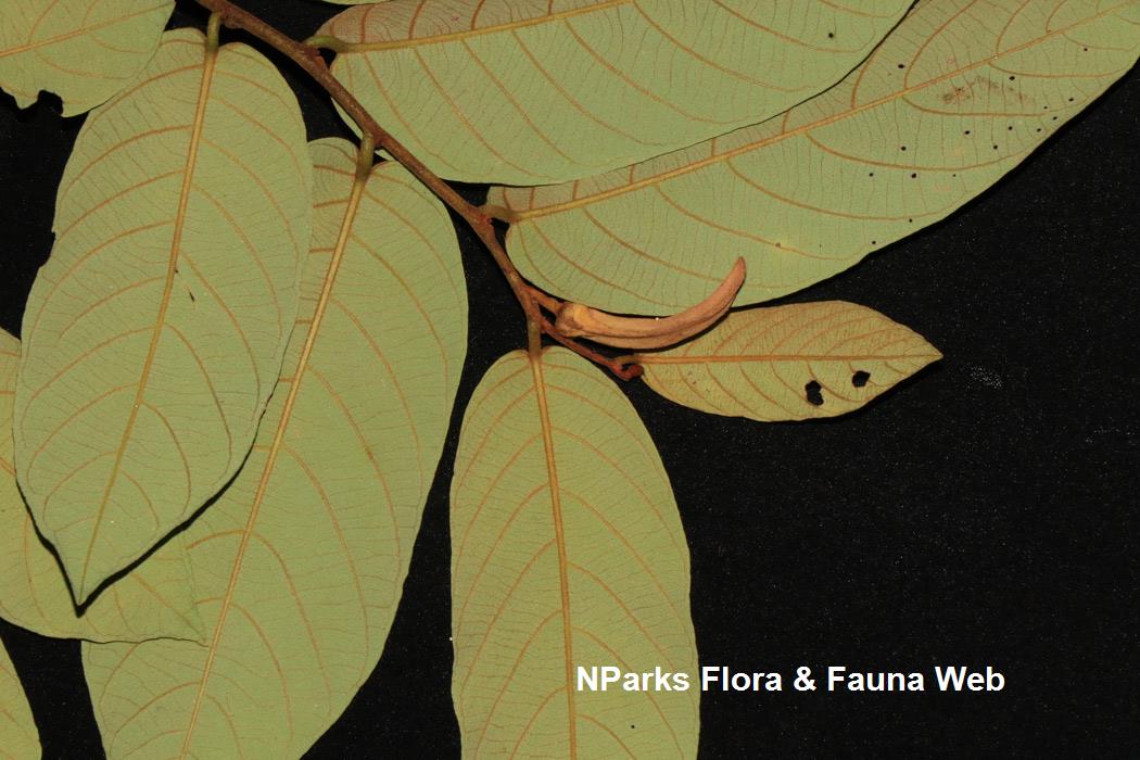 Friesodielsia_borneensis_var_sumatrana_Jessica_Teo_4