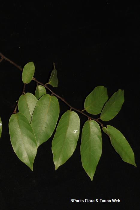 Friesodielsia_borneensis_var_sumatrana_Jessica_Teo_5