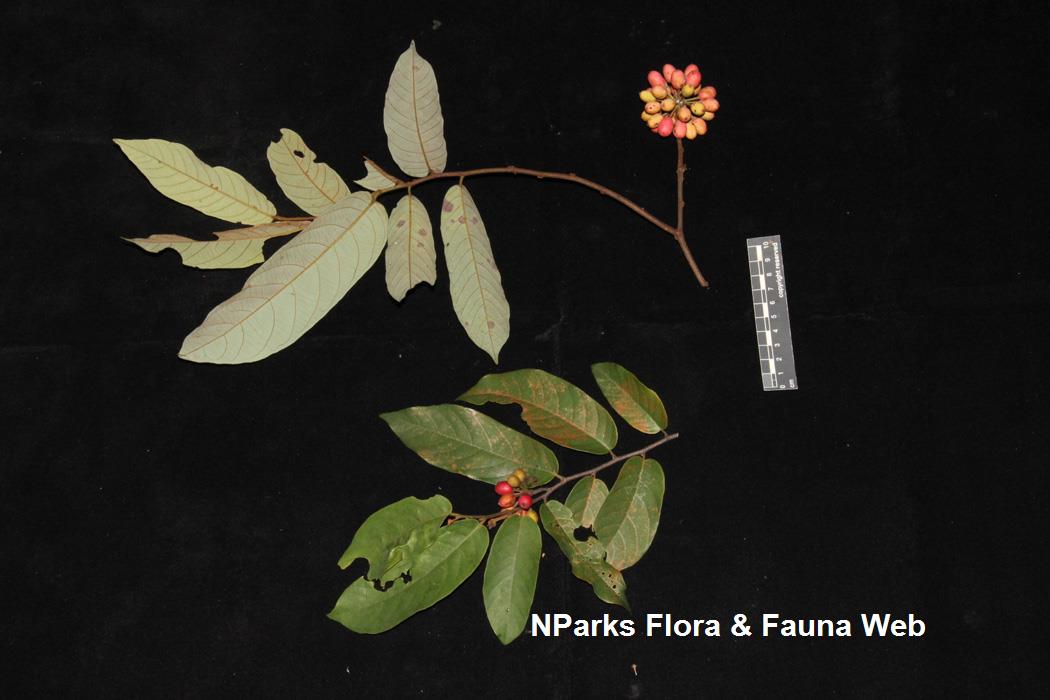 Friesodielsia_borneensis_var_sumatrana_Jessica_Teo_6