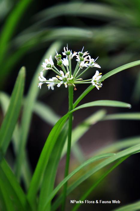 Allium hookeri