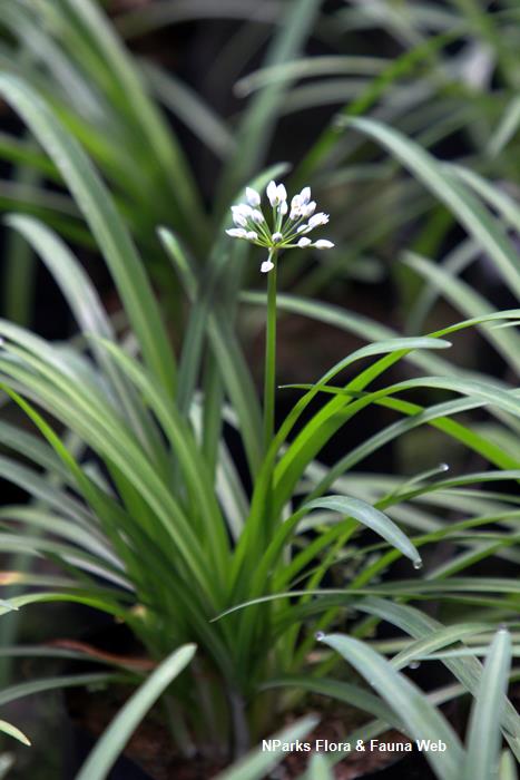 Allium hookeri