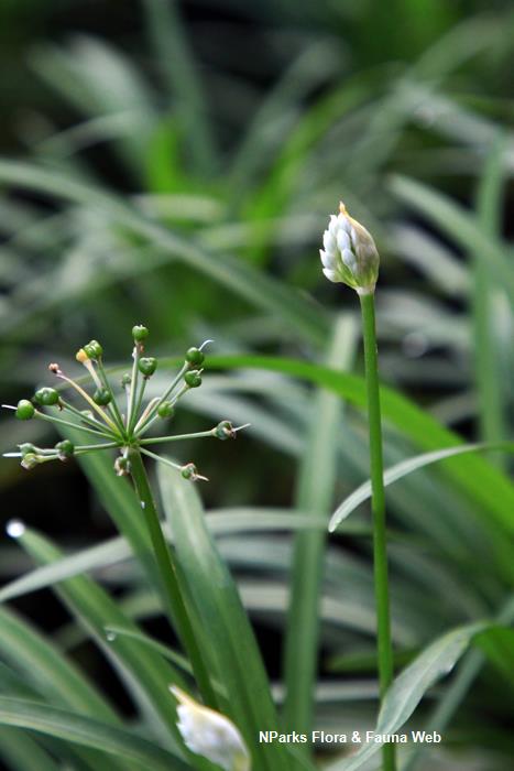 Allium hookeri