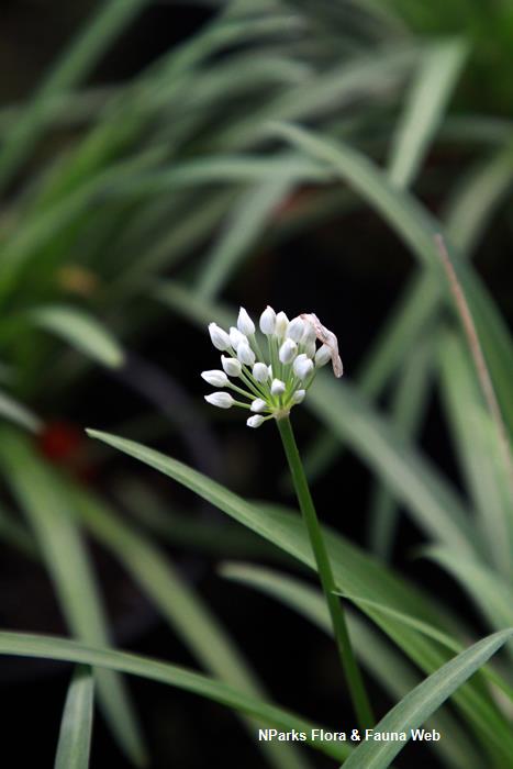 Allium hookeri