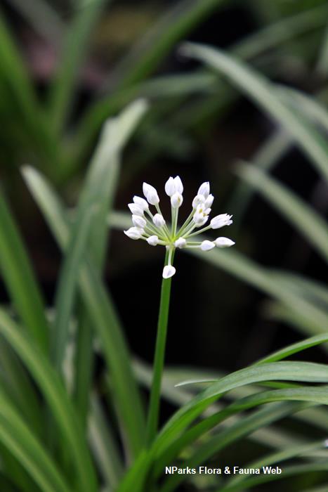 Allium hookeri