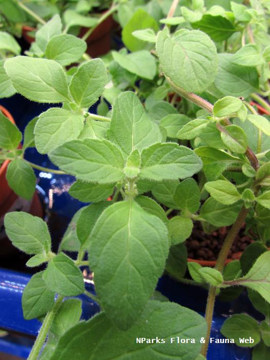 Mentha arvensis Banana