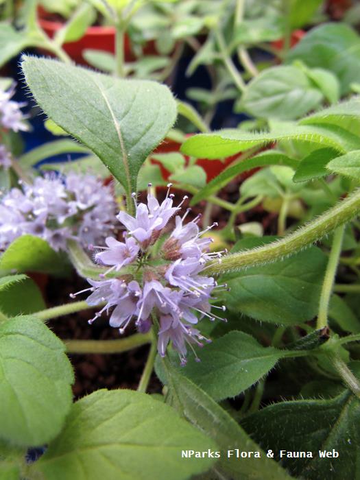 Mentha arvensis Banana