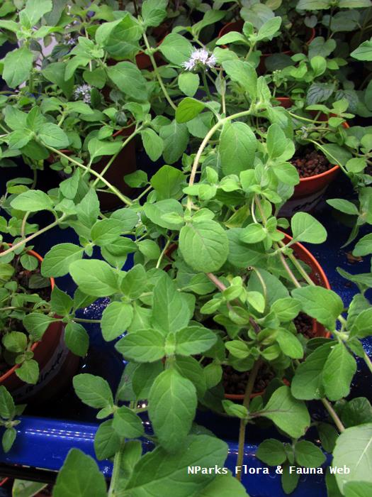 Mentha arvensis Banana