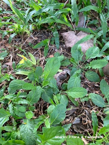 NParks Youngia japonica