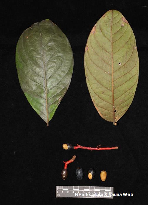 Beilschmiedia madang