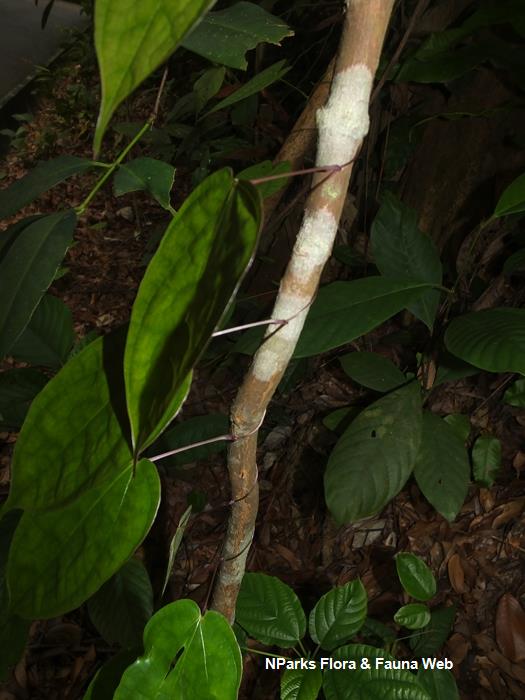 Dioscorea_ tenuifolia_Reuben_Lim_6LR