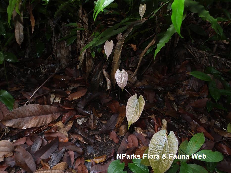 Dioscorea_ tenuifolia_Reuben_Lim_8LR