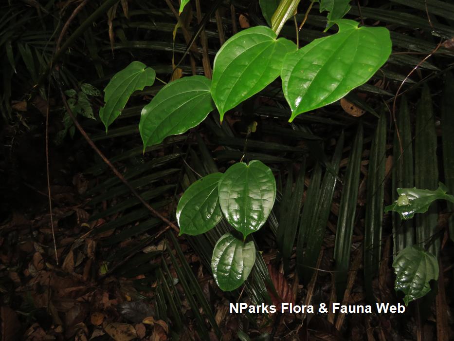Dioscorea_ tenuifolia_Reuben_Lim_9LR