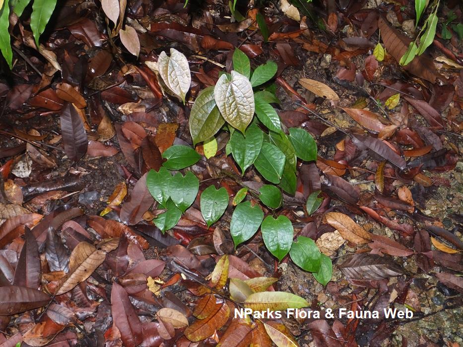 Dioscorea_orbiculata_Reuben_Lim_1_low_res