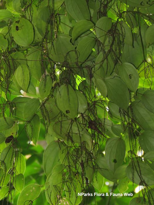 Dioscorea_orbiculata_Reuben_Lim_2_low_res