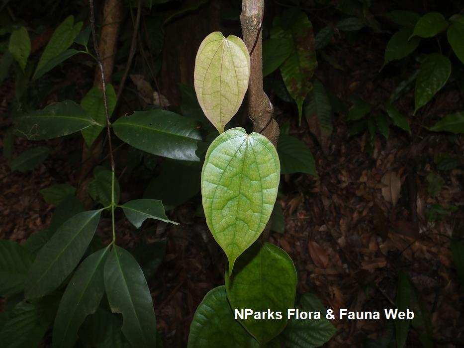 Dioscorea_orbiculata_Reuben_Lim_3_low_res