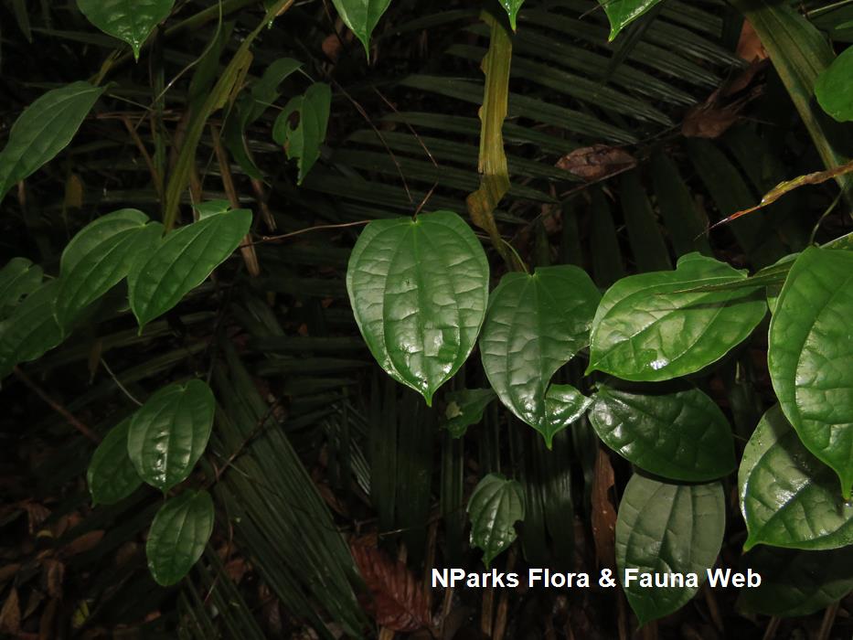 Dioscorea_orbiculata_Reuben_Lim_4_low_res