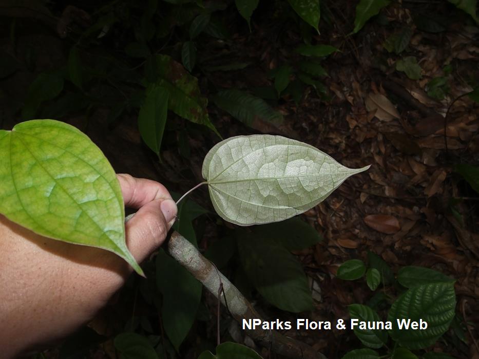 Dioscorea_orbiculata_Reuben_Lim_5_low_res