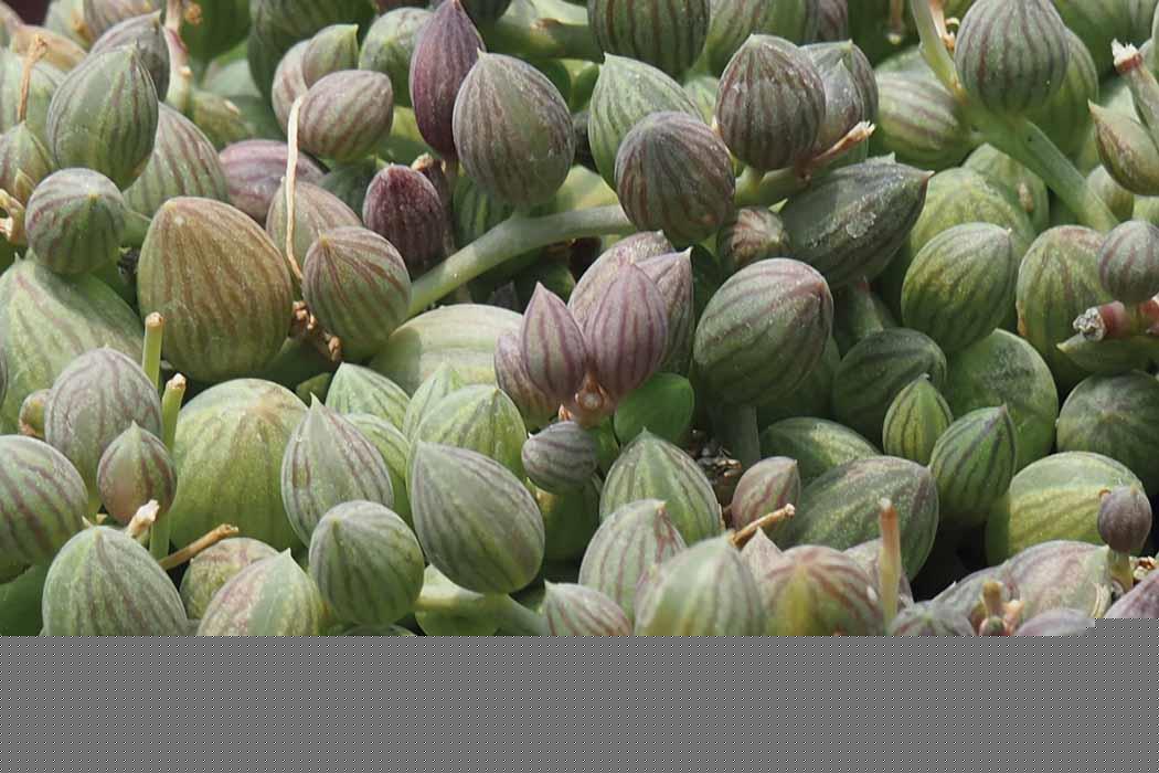 Curio_herreanus_Jessica_Teo_lowres_1