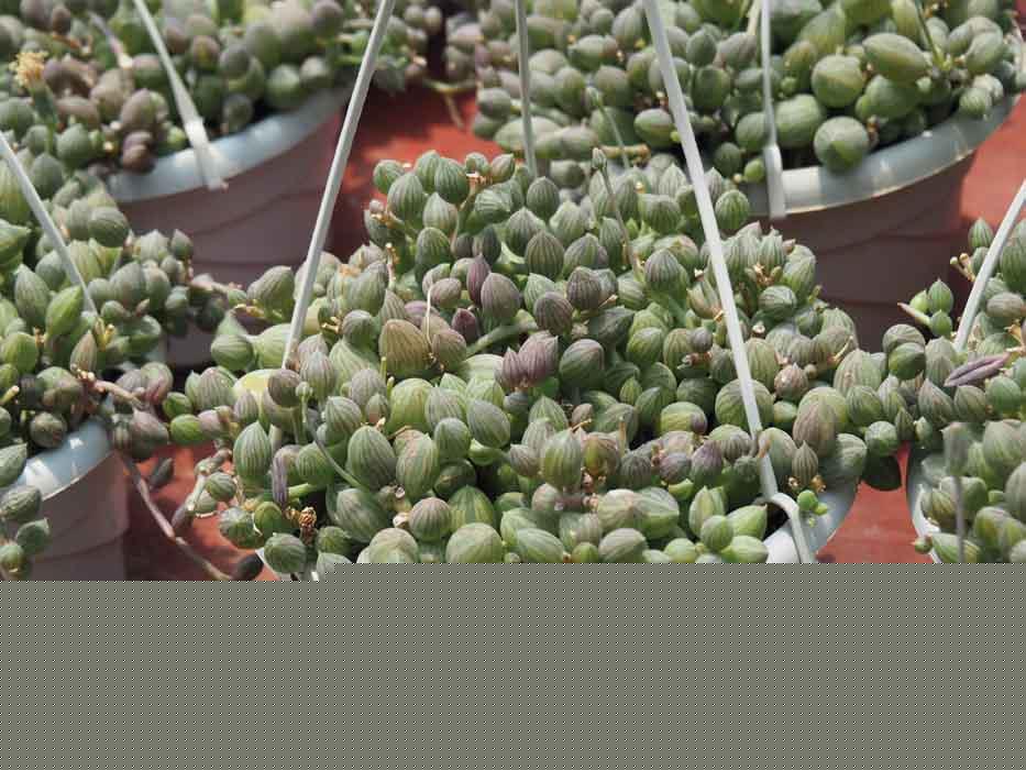 Curio_herreanus_Jessica_Teo_lowres_2