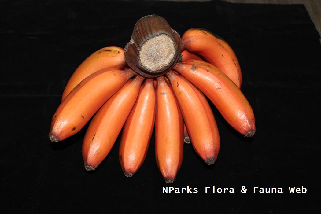 Musa Raja Udang Merah